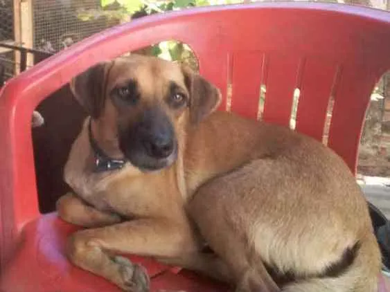 Cachorro ra a SRD idade 2 anos nome TONY Já é CASTRADO
