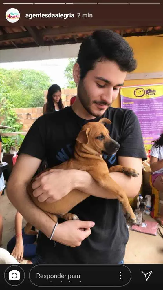 Cachorro ra a SRD idade 2 a 6 meses nome Myla