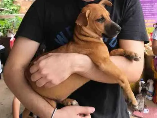 Cachorro ra a SRD idade 2 a 6 meses nome Myla