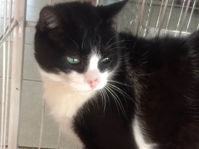 Gato ra a SRD  idade 1 ano nome Nino