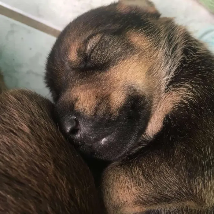 Cachorro ra a SRD idade Abaixo de 2 meses nome Filhotes de Ninfa