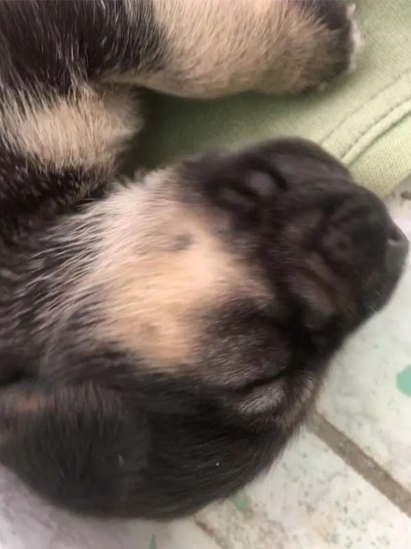 Cachorro ra a SRD idade Abaixo de 2 meses nome Filhotes de Ninfa