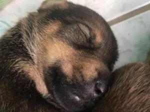 Cachorro raça SRD idade Abaixo de 2 meses nome Filhotes de Ninfa