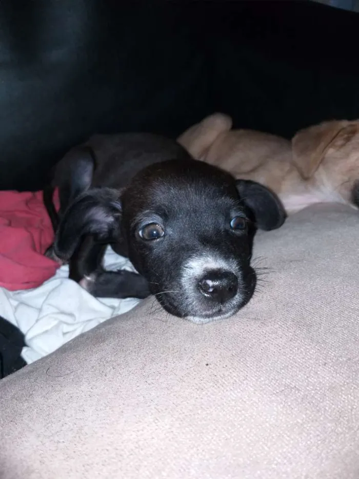 Cachorro ra a Indefinida idade Abaixo de 2 meses nome Sem nome