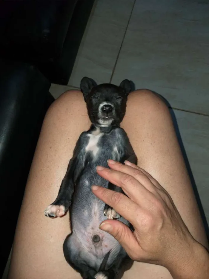 Cachorro ra a Indefinida idade Abaixo de 2 meses nome Sem nome