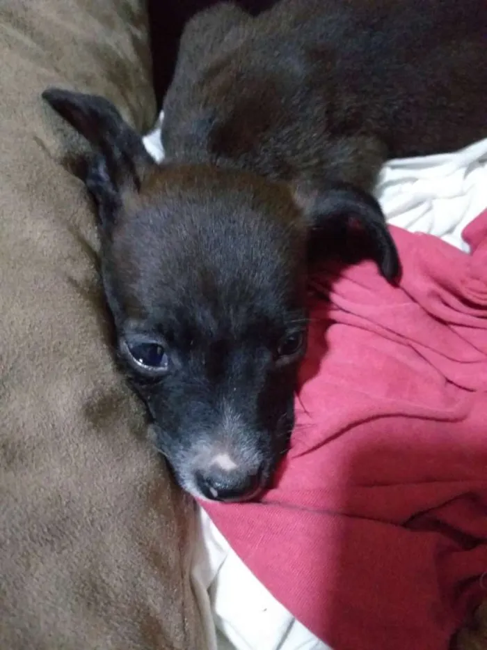 Cachorro ra a Indefinida idade Abaixo de 2 meses nome Sem nome