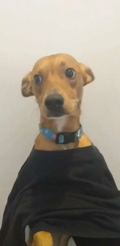 Cachorro ra a vira lata idade 1 ano nome Farofa