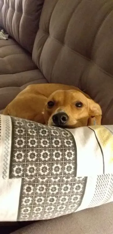 Cachorro ra a vira lata idade 1 ano nome Farofa