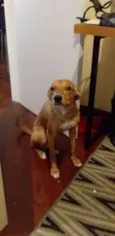 Farofa