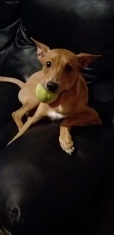 Cachorro ra a vira lata idade 1 ano nome Farofa