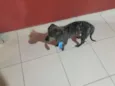 Cachorro raça Vira-lata idade 1 ano nome Petter