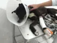 Neguinho