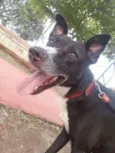 Neguinho