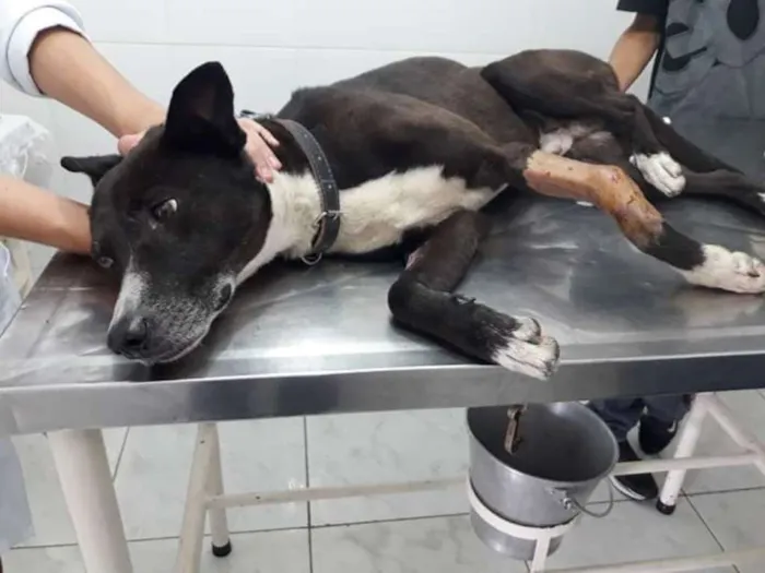 Cachorro ra a SRD idade 4 anos nome Neguinho