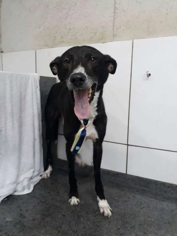 Cachorro ra a SRD idade 4 anos nome Neguinho