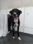 Neguinho