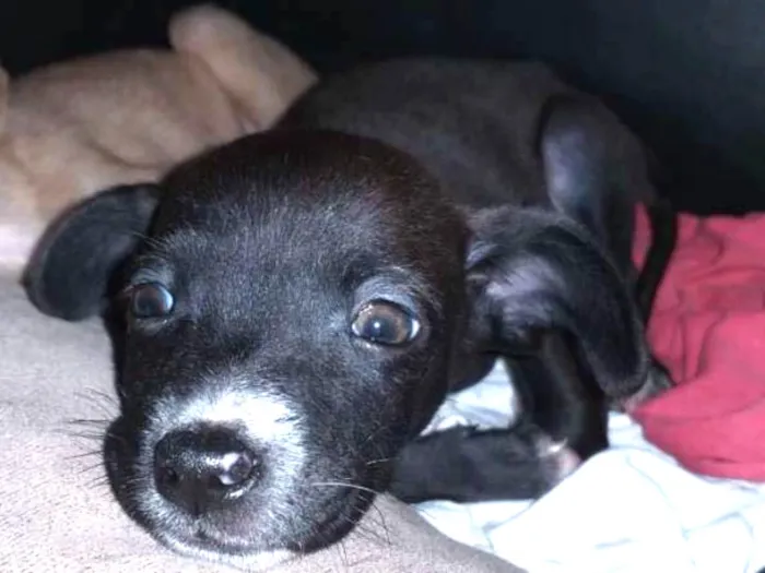 Cachorro ra a Indefinida idade Abaixo de 2 meses nome Sem nome