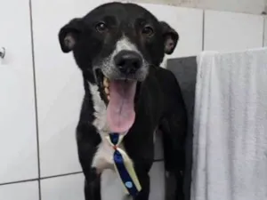 Cachorro raça SRD idade 4 anos nome Neguinho