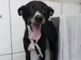 Neguinho