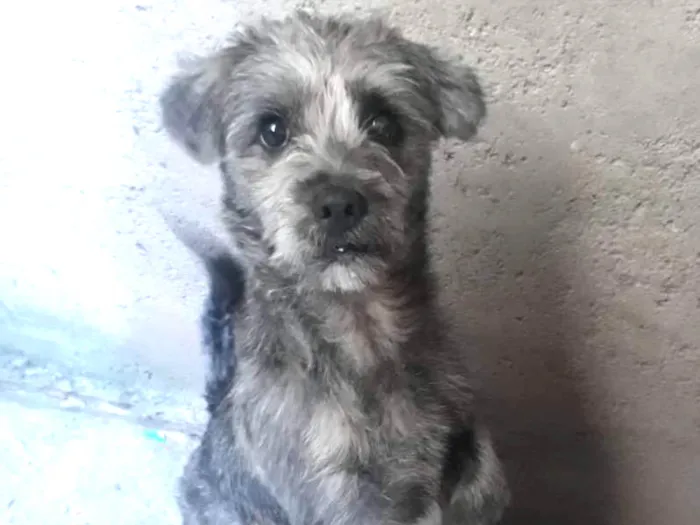 Cachorro raça Vira-lata idade 1 ano nome Petter