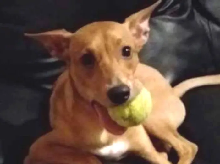 Cachorro ra a vira lata idade 1 ano nome Farofa