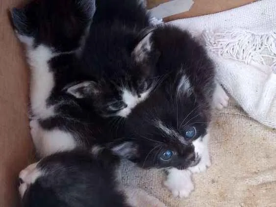 Gato raça Desconhecida idade Abaixo de 2 meses nome Nomes indefinidos