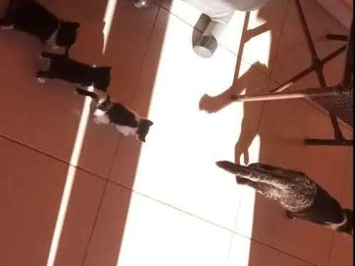 Gato raça Desconhecida idade Abaixo de 2 meses nome Nomes indefinidos