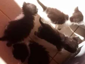 Gato raça Desconhecida idade Abaixo de 2 meses nome Nomes indefinidos