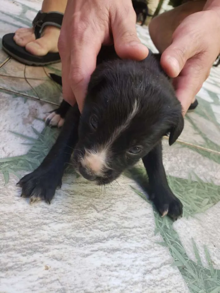 Cachorro raça Sem raça definida idade Abaixo de 2 meses nome Sem nomes