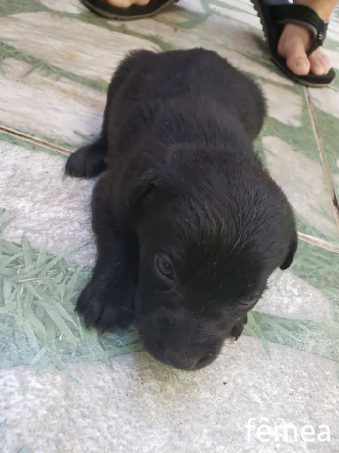 Cachorro raça Sem raça definida idade Abaixo de 2 meses nome Sem nomes
