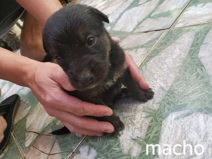 Cachorro raça Sem raça definida idade Abaixo de 2 meses nome Sem nomes