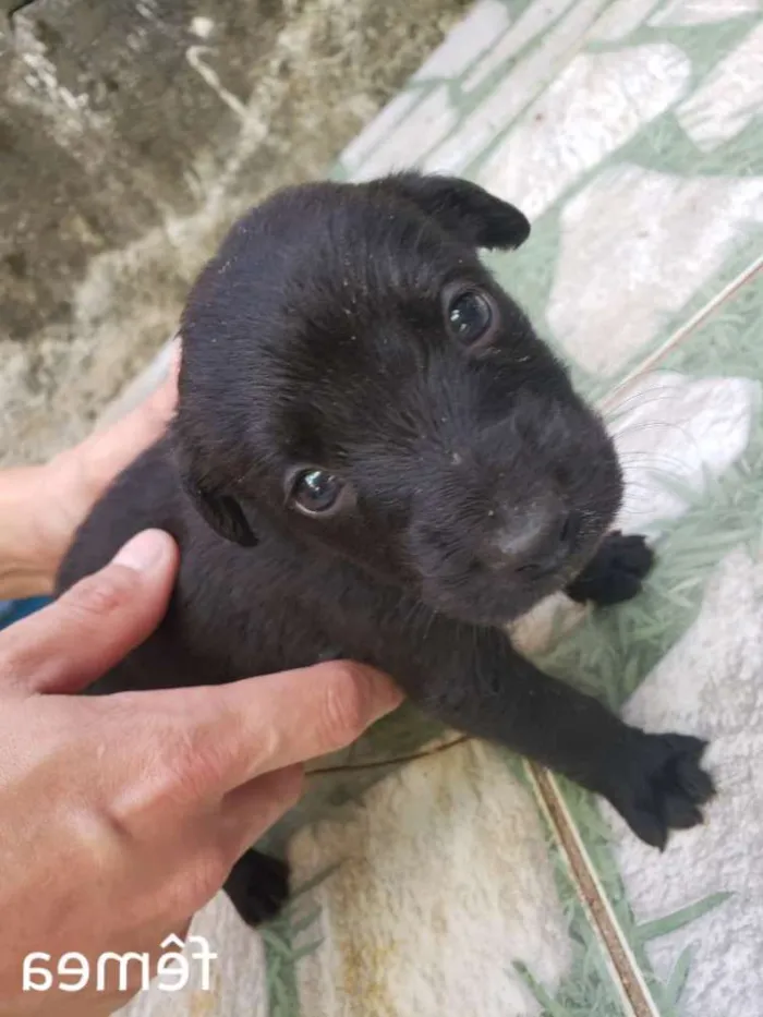 Cachorro raça Sem raça definida idade Abaixo de 2 meses nome Sem nomes