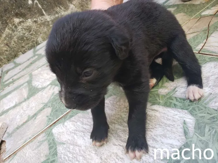 Cachorro raça Sem raça definida idade Abaixo de 2 meses nome Sem nomes