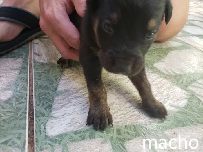 Cachorro raça Sem raça definida idade Abaixo de 2 meses nome Sem nomes