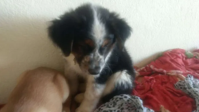 Cachorro ra a SRD idade  nome Sem nome