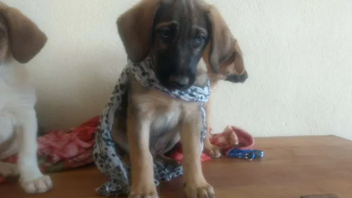 Cachorro ra a SRD idade  nome Sem nome