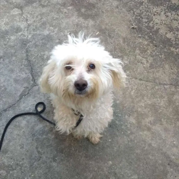 Cachorro ra a Poodle idade 2 anos nome Floquinho urgente af