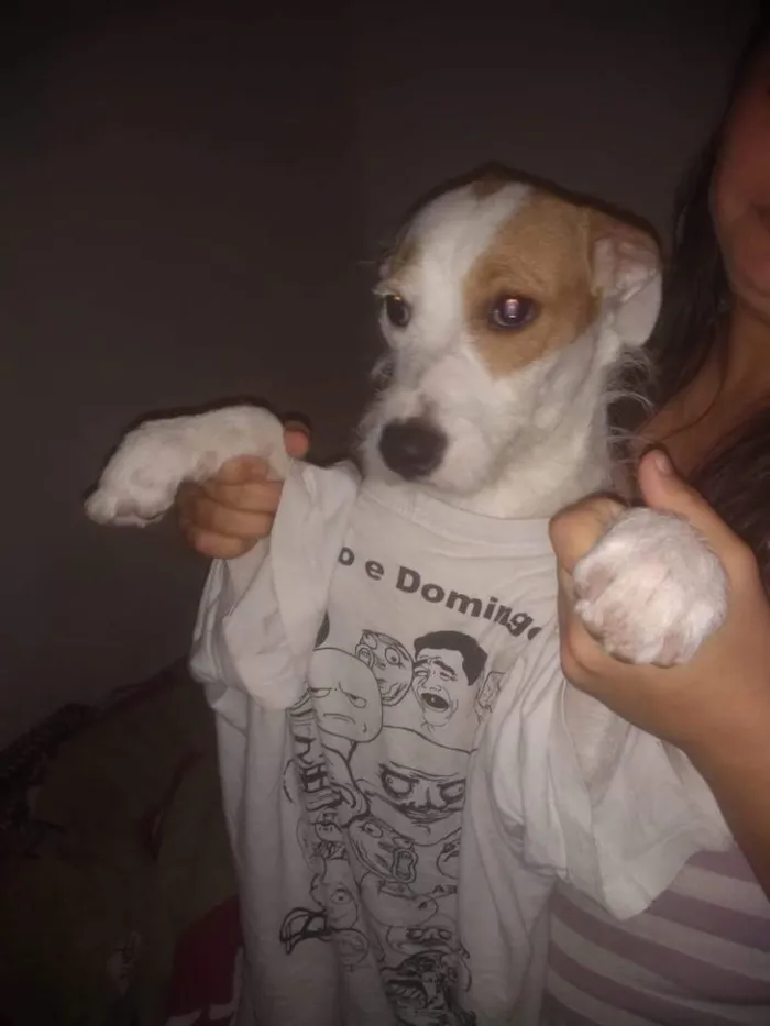 Cachorro ra a Mix fox terrier  idade 7 a 11 meses nome Branquinha adoção  