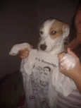 Branquinha adoção