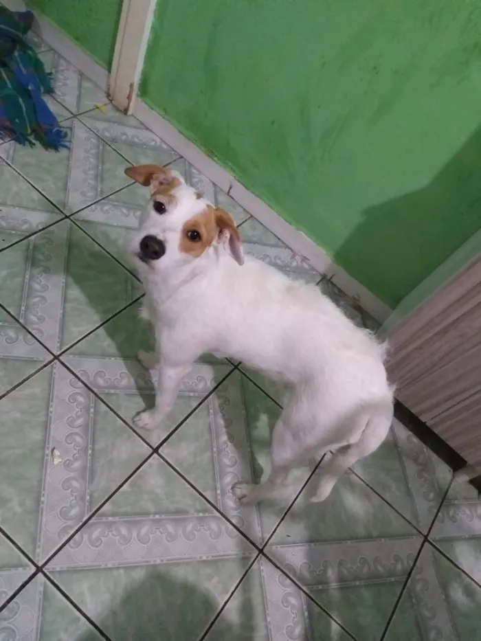 Cachorro ra a Mix fox terrier  idade 7 a 11 meses nome Branquinha adoção  