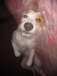 Branquinha adoção  
