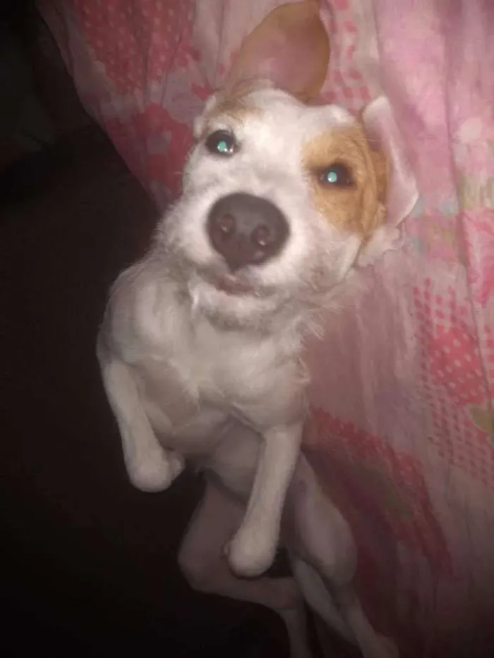 Cachorro ra a Mix fox terrier  idade 7 a 11 meses nome Branquinha adoção  