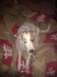 Branquinha adoção  
