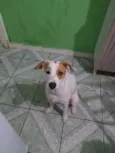 Branquinha adoção  