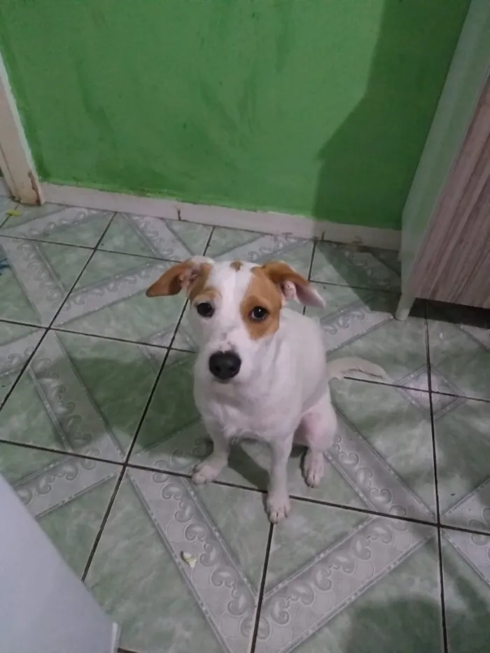 Cachorro ra a Mix fox terrier  idade 7 a 11 meses nome Branquinha adoção  