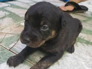 Cachorro raça Sem raça definida idade Abaixo de 2 meses nome Sem nomes