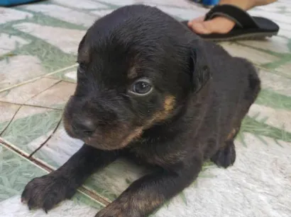 Cachorro raça Sem raça definida idade Abaixo de 2 meses nome Sem nomes