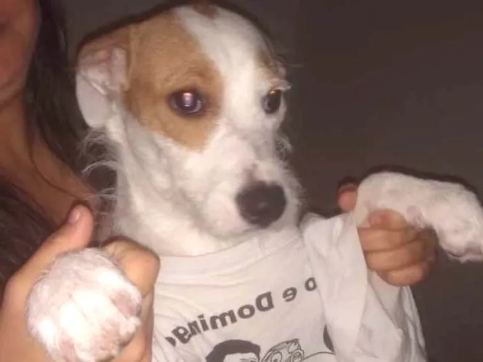 Cachorro ra a Mix fox terrier  idade 7 a 11 meses nome Branquinha adoção  