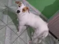 Branquinha adoção  