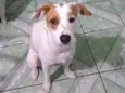 Branquinha adoção  